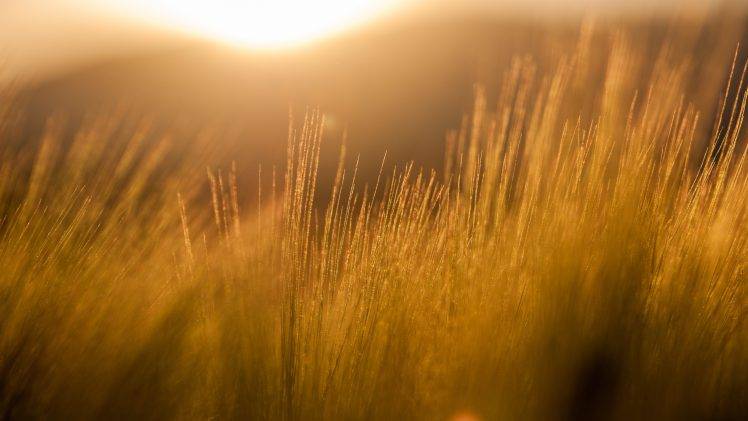 nature, Filter, Photography, Field, Sun Rays, Barley, Yellow, Orange HD Wallpaper Desktop Background