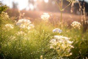 nature, Filter, Photography, Field, Sun Rays, Grass, Green