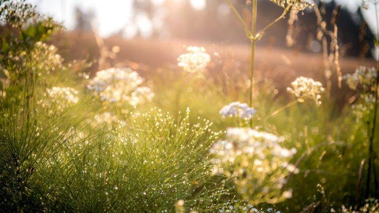 nature, Filter, Photography, Field, Sun Rays, Grass, Green HD Wallpaper Desktop Background