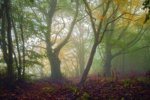 nature, Trees, Forest, Plants, Leaves, Branch, Fall, Mist