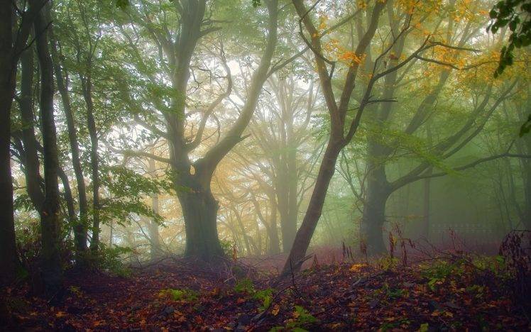 nature, Trees, Forest, Plants, Leaves, Branch, Fall, Mist HD Wallpaper Desktop Background