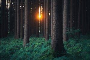 nature, Trees, Forest, Plants, Leaves, Branch, Ferns, Sun