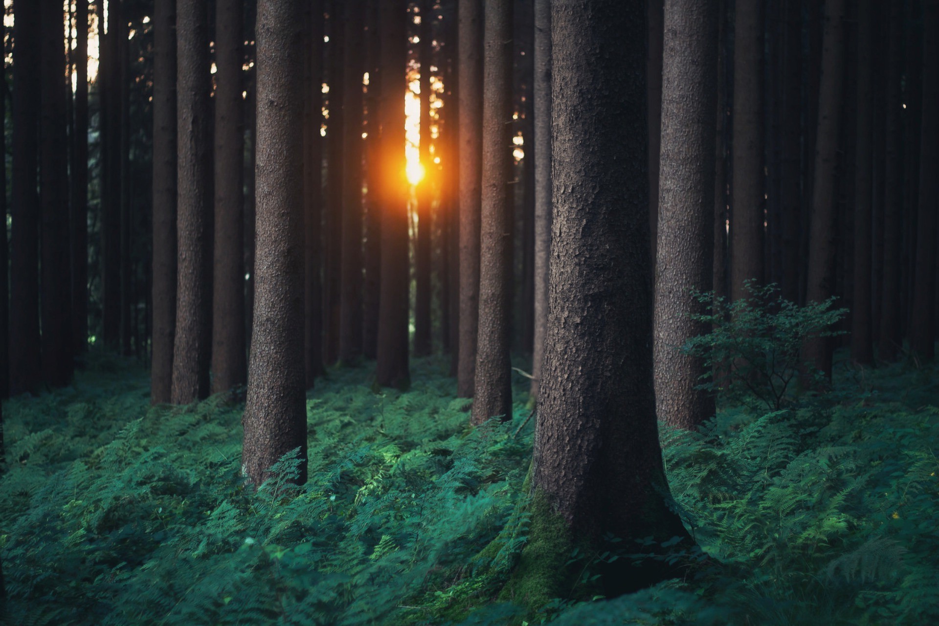 nature, Trees, Forest, Plants, Leaves, Branch, Ferns, Sun Wallpaper