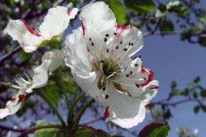 blossoms, Flowers, White Flowers, Spring, Apples