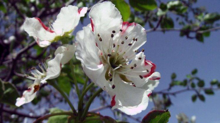 blossoms, Flowers, White Flowers, Spring, Apples HD Wallpaper Desktop Background