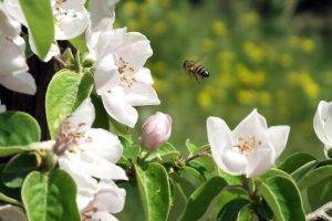 flowers, Bees, White Flowers, Spring