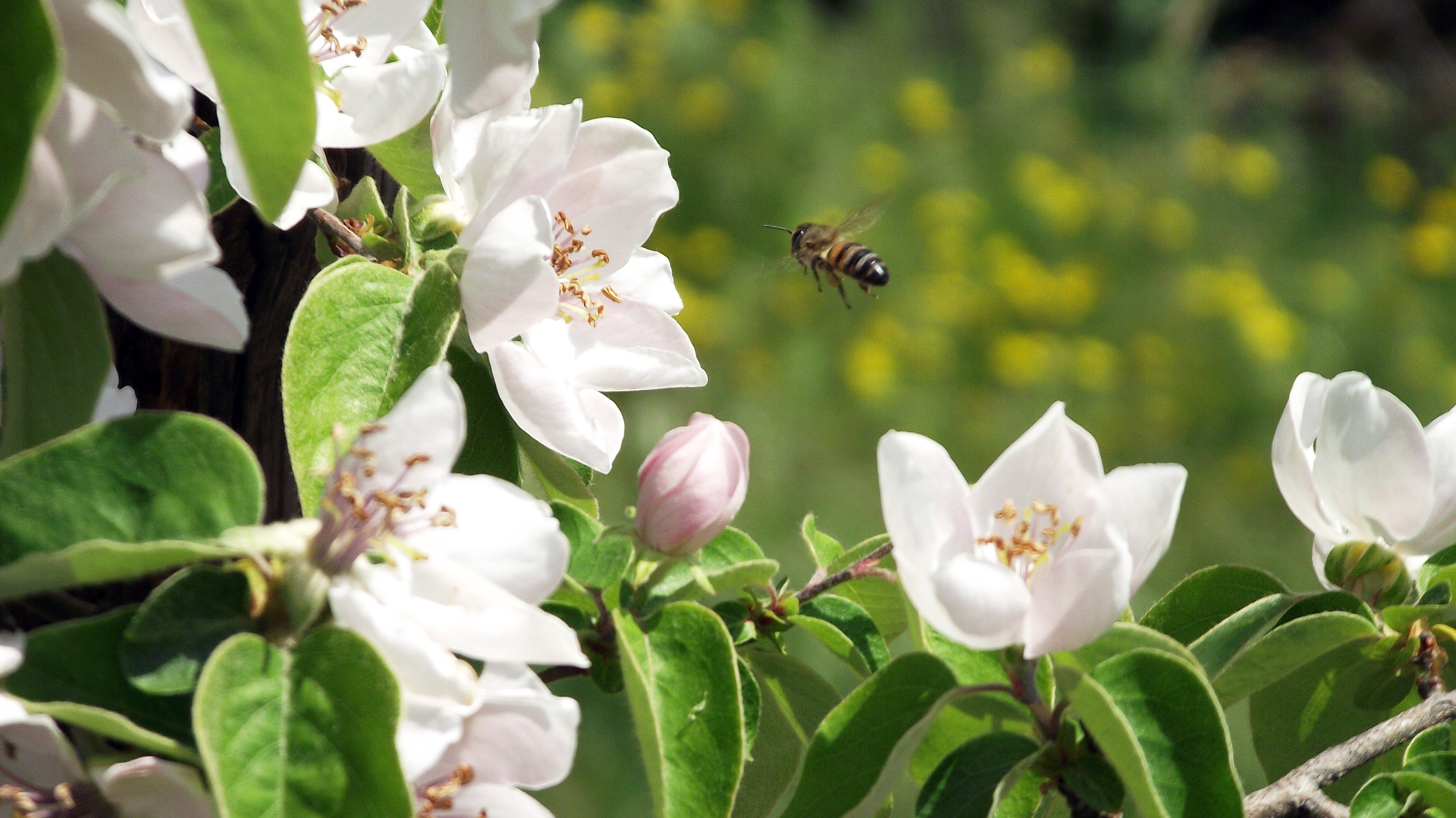 опыление пчела цветение скачать