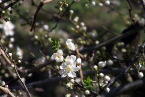 flowers, White Flowers, Blossoms, Twigs, Macro