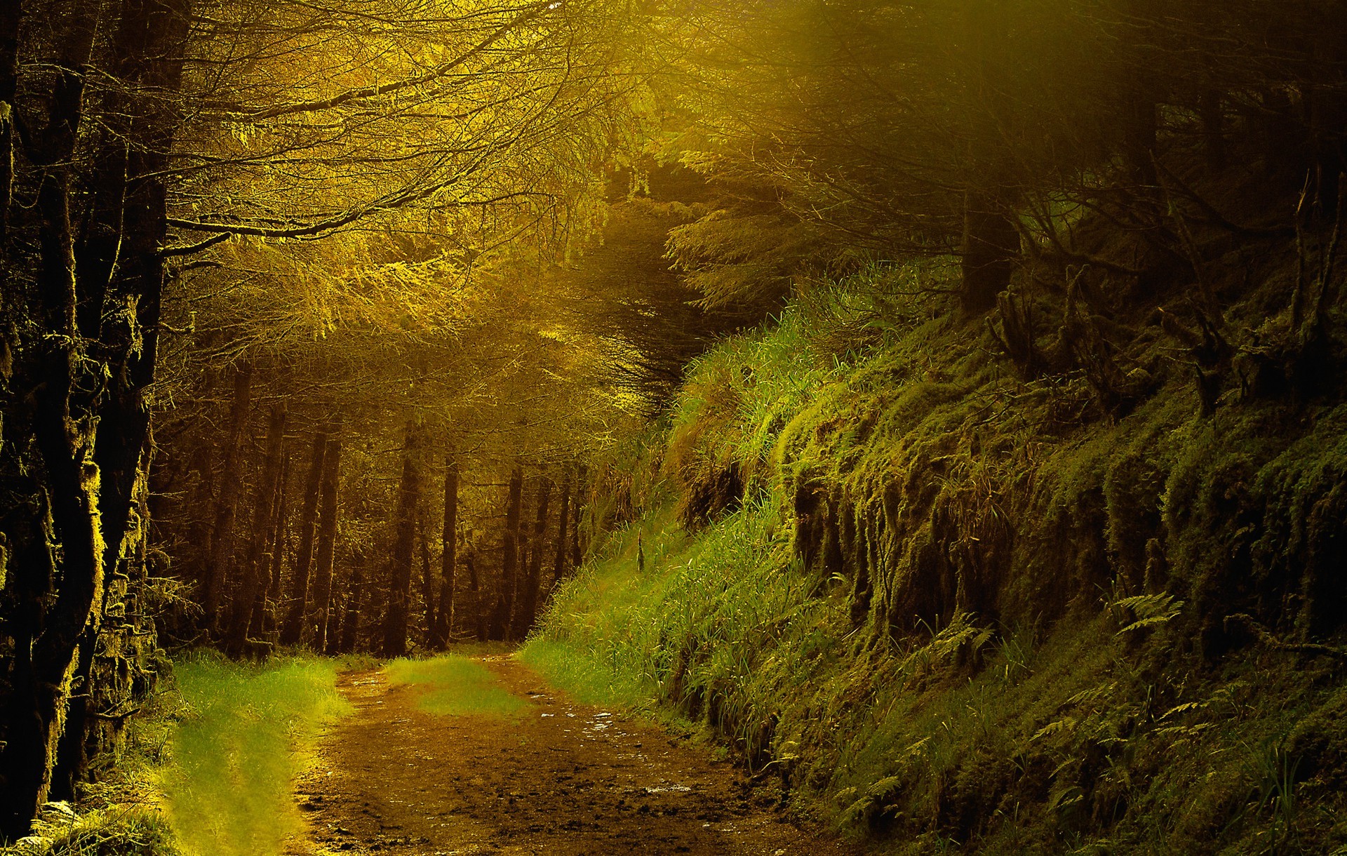 nature, Trees Wallpaper