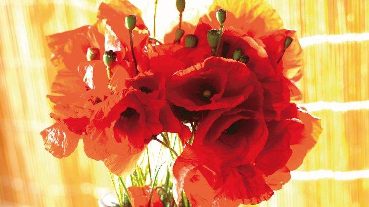 flowers, Poppies, Red Flowers HD Wallpaper Desktop Background