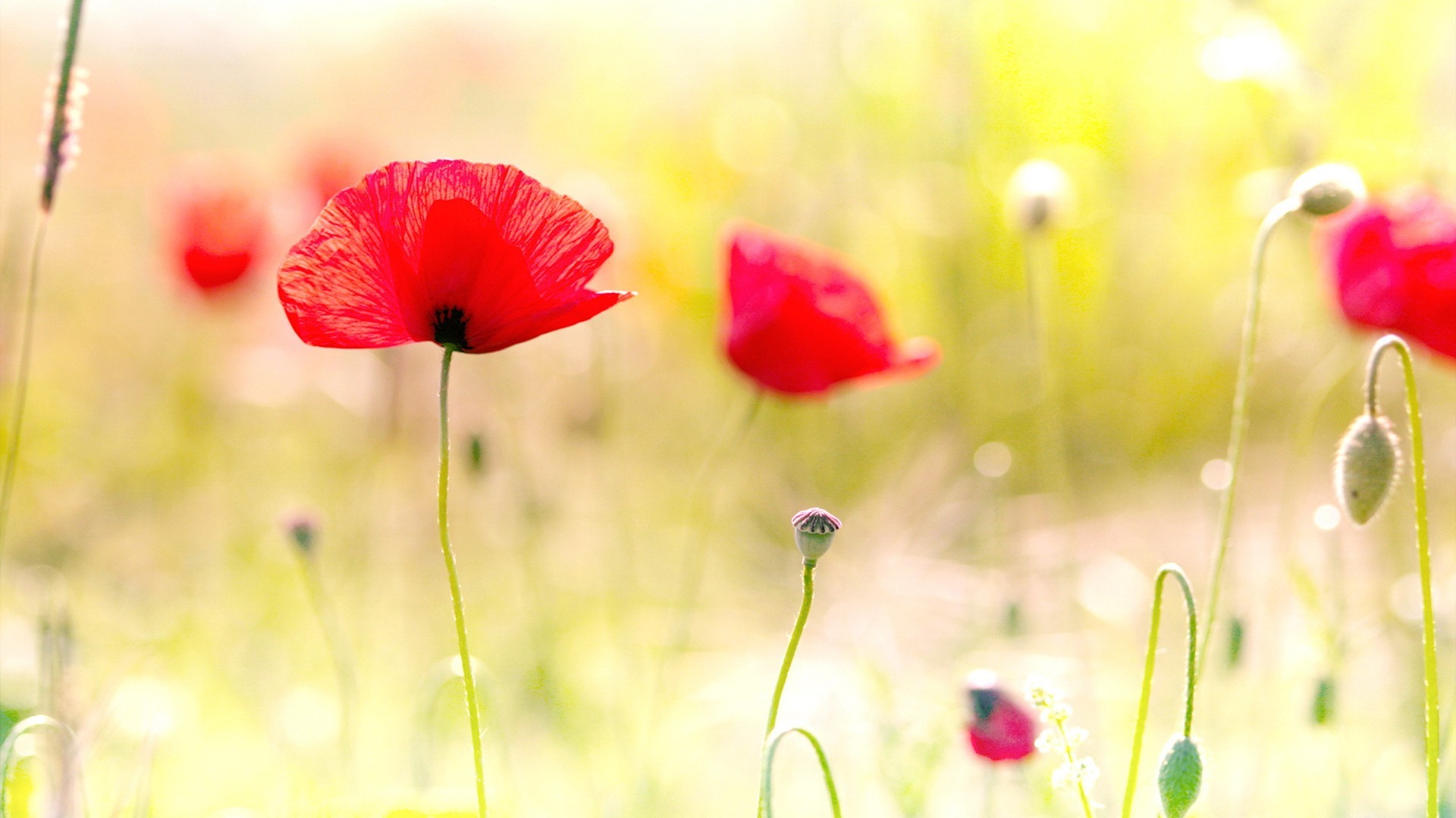 flowers, Poppies Wallpaper