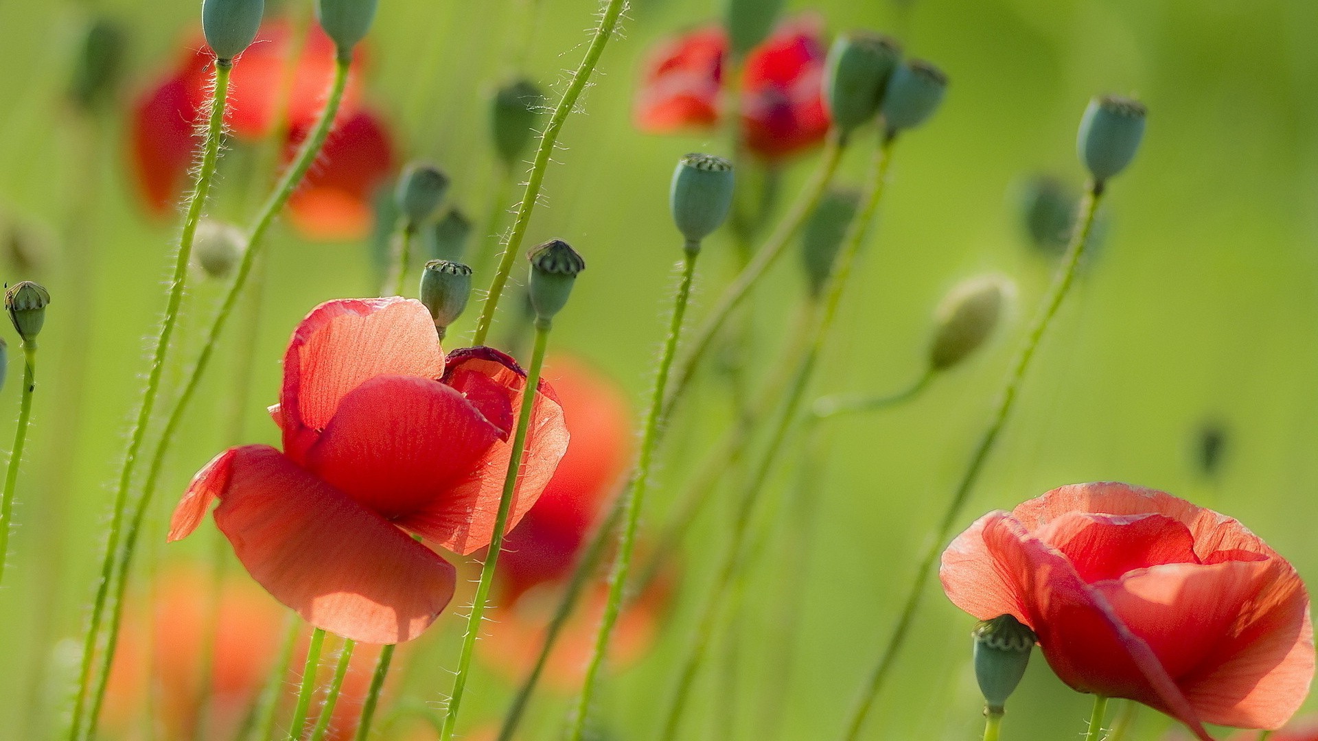 flowers, Poppies Wallpaper