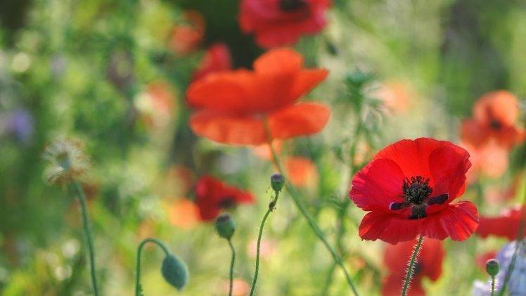 flowers, Poppies, Red Flowers HD Wallpaper Desktop Background