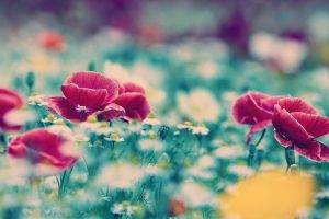 flowers, Poppies