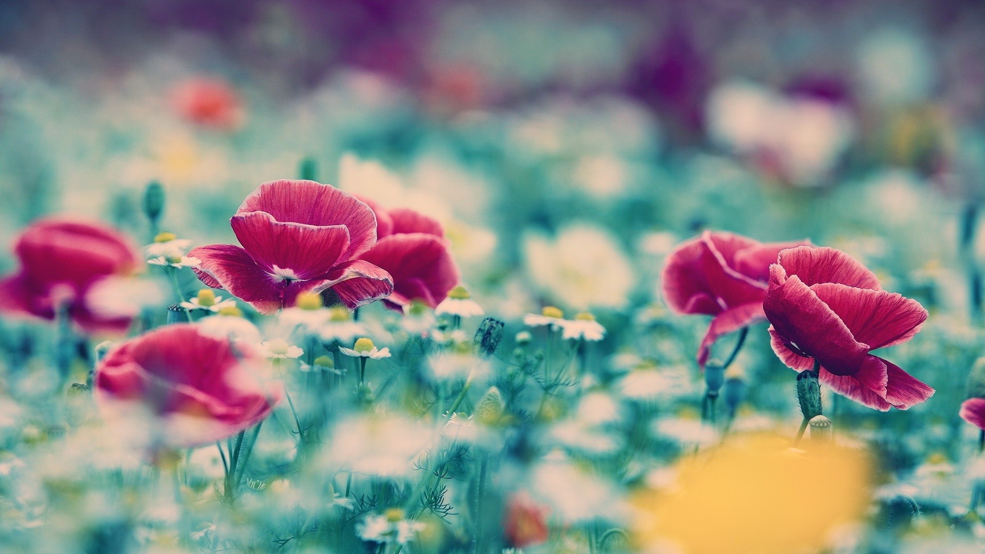 flowers, Poppies Wallpaper