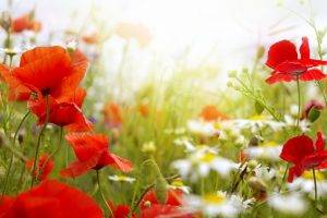 flowers, Poppies, Red Flowers, Depth Of Field, Nature