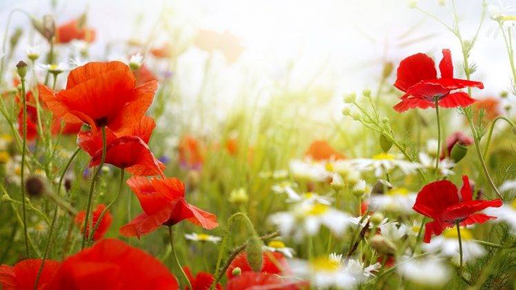 flowers, Poppies, Red Flowers, Depth Of Field, Nature HD Wallpaper Desktop Background