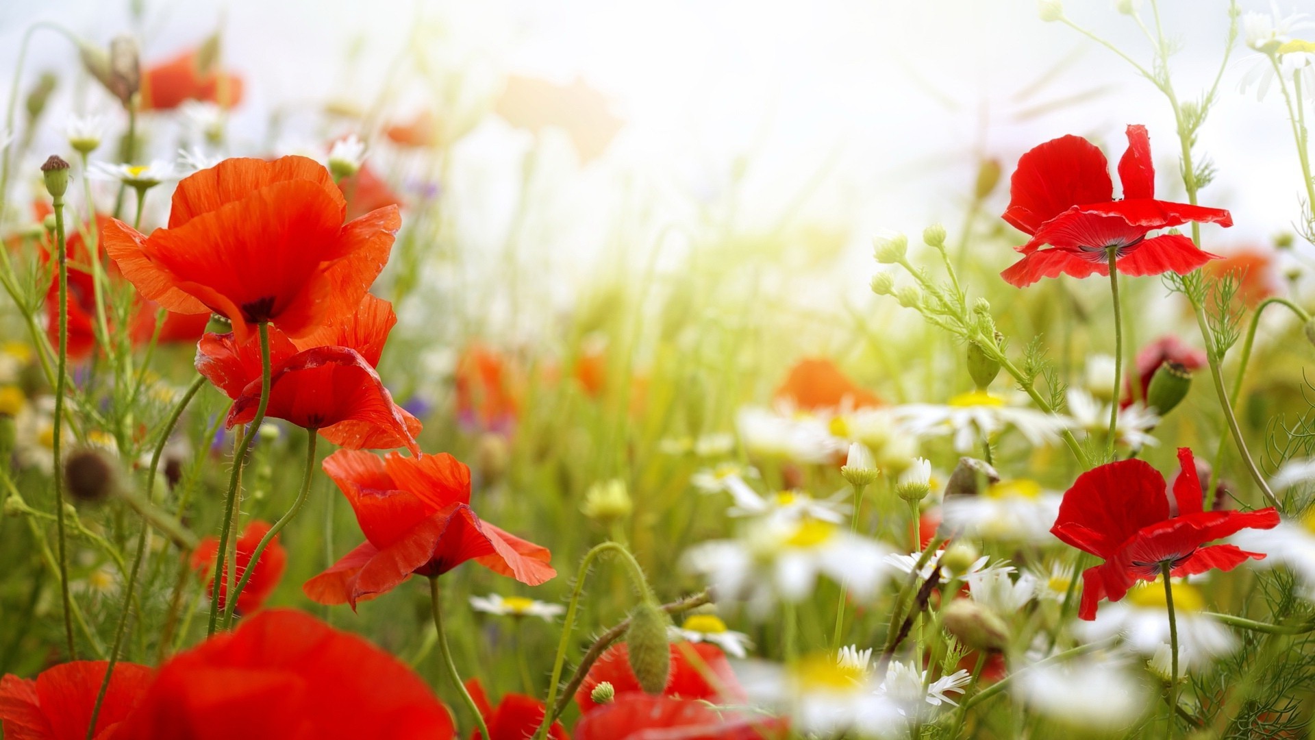 flowers, Poppies, Red Flowers, Depth Of Field, Nature Wallpaper