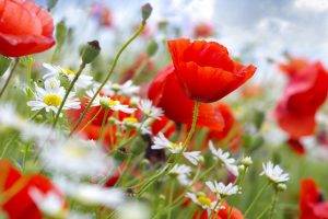 flowers, Poppies, Red Flowers
