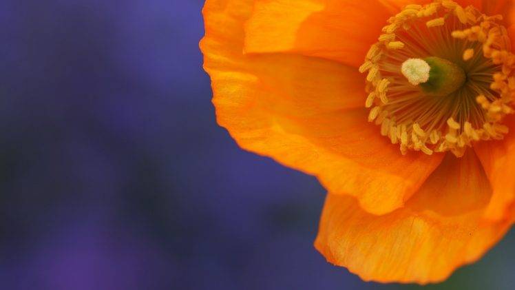 flowers, Orange Flowers, Poppies HD Wallpaper Desktop Background