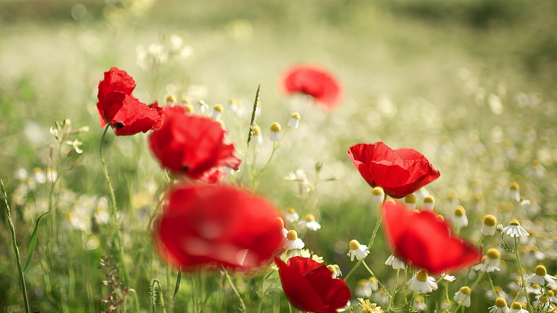 flowers, Poppies, Red Flowers Wallpaper