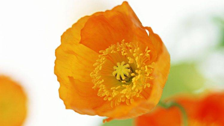 flowers, Poppies, Orange Flowers HD Wallpaper Desktop Background