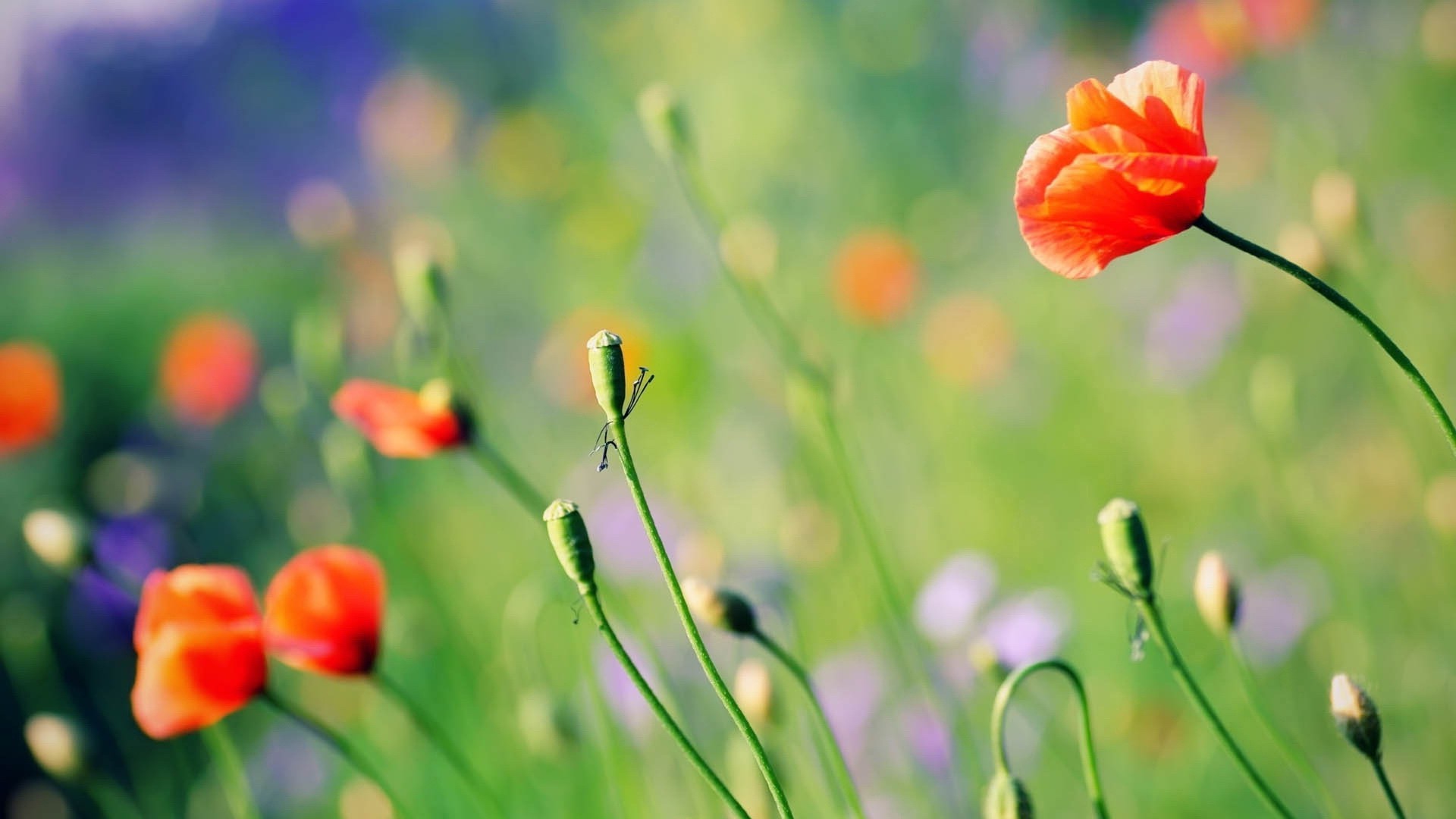 flowers, Poppies, Red Flowers Wallpaper