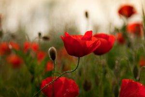 flowers, Poppies, Red Flowers