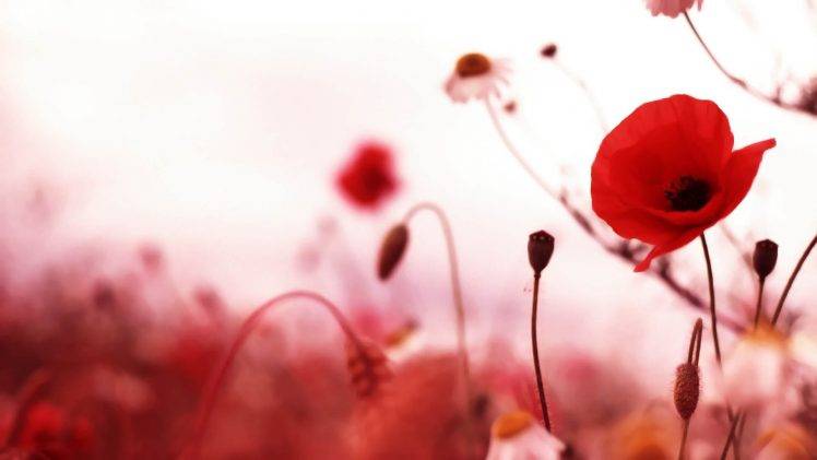 flowers, Poppies, Red Flowers HD Wallpaper Desktop Background