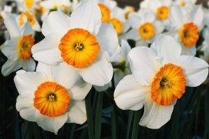nature, Flowers, Daffodils, White Flowers