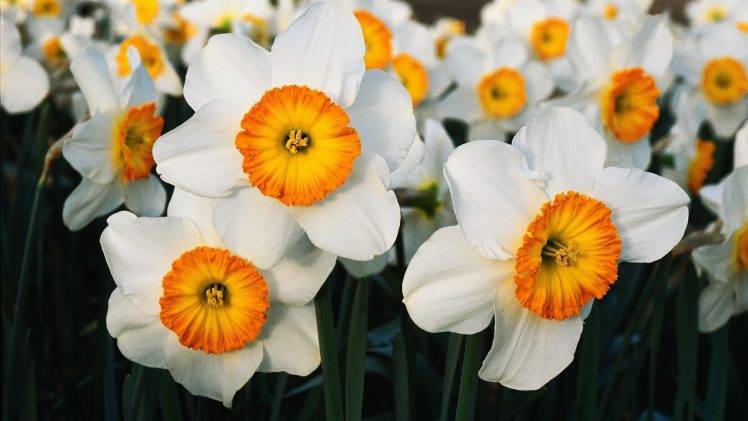nature, Flowers, Daffodils, White Flowers HD Wallpaper Desktop Background