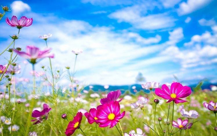 nature, Flowers, Cosmos (flower) HD Wallpaper Desktop Background