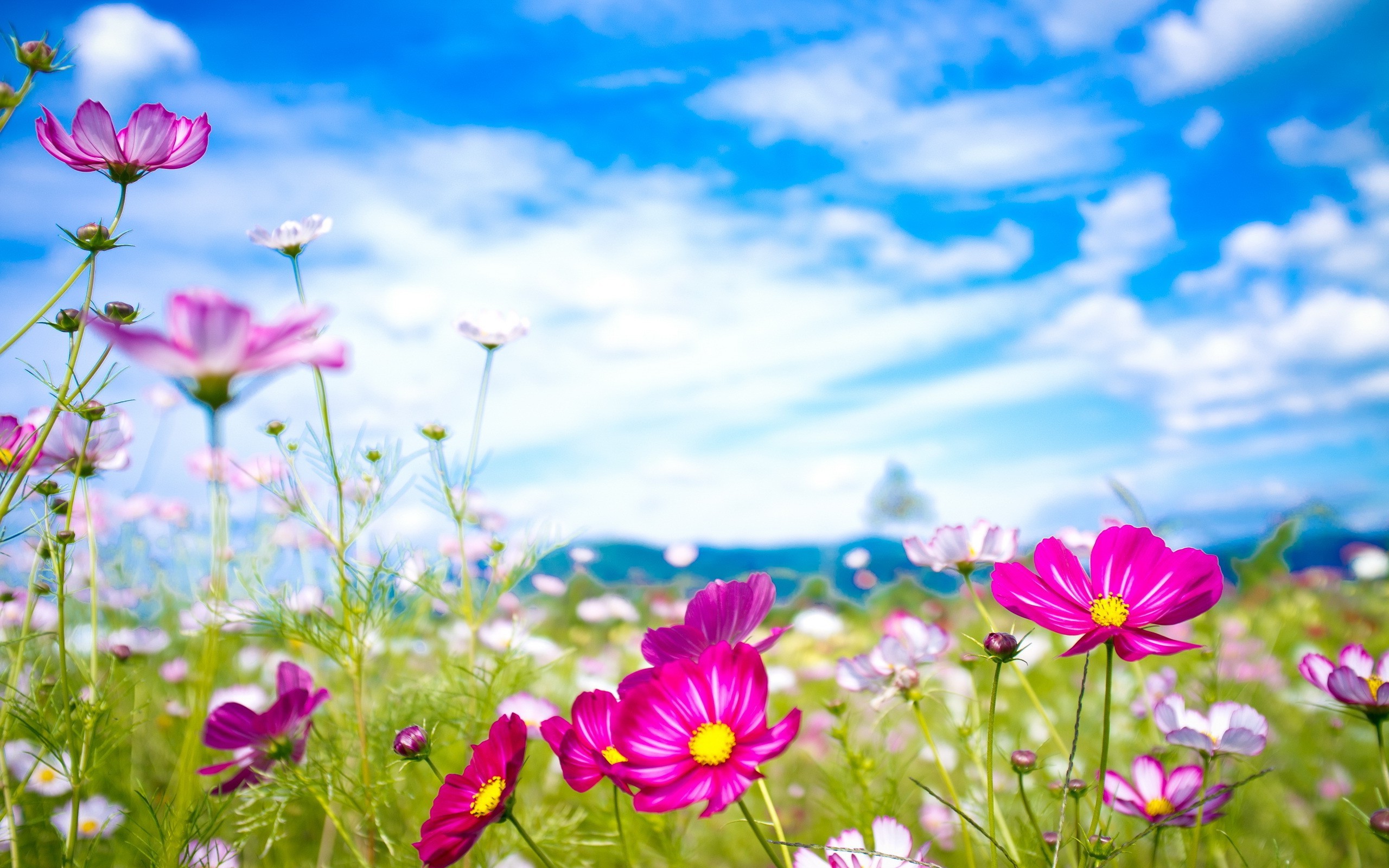 nature, Flowers, Cosmos (flower) Wallpapers HD / Desktop ... Images Of Nature And Flowers