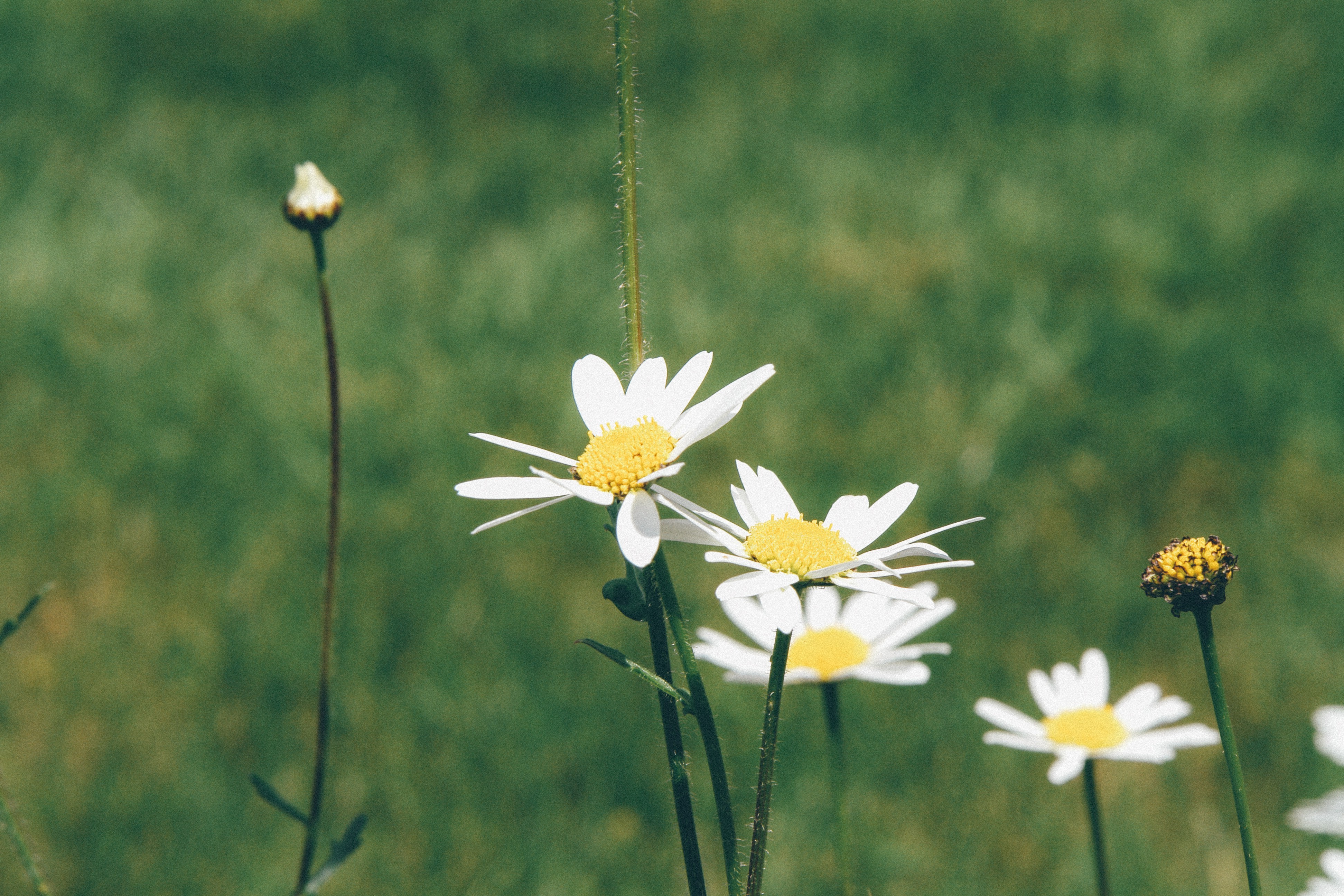 nature, Daisies Wallpaper