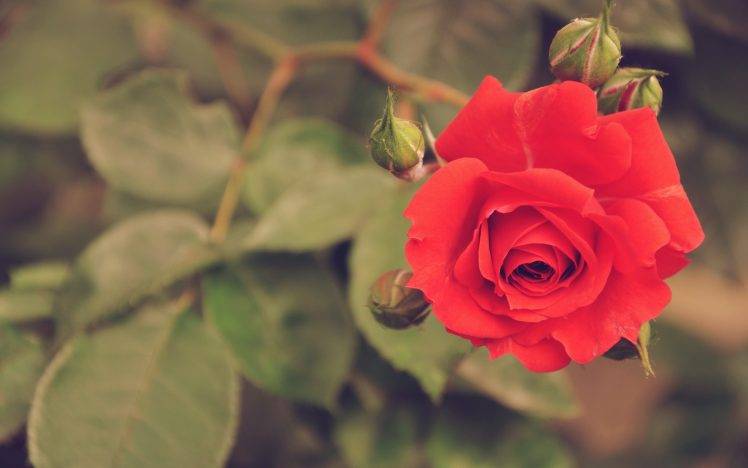 rose, Red Flowers, Flowers HD Wallpaper Desktop Background