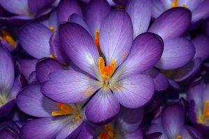 nature, Flowers, Crocuses, Purple Flowers