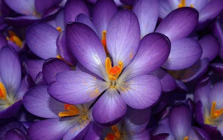 nature, Flowers, Crocuses, Purple Flowers HD Wallpaper Desktop Background