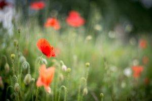 nature, Grass, Lights, Green, Flowers, Poppies, Spring, Red