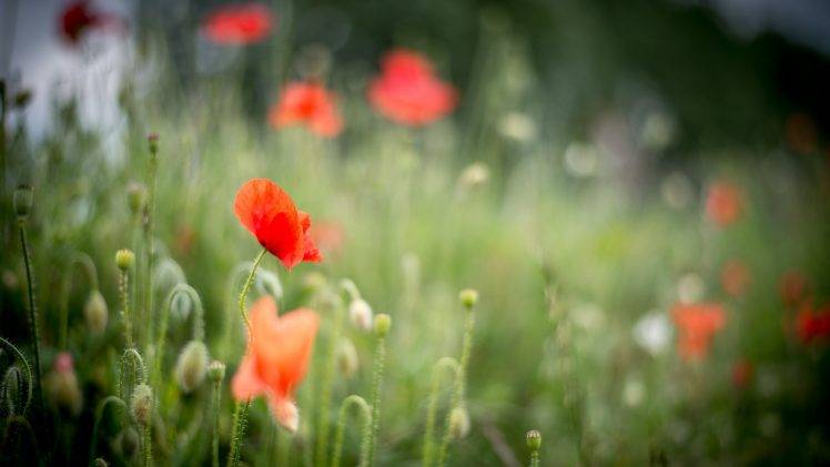 nature, Grass, Lights, Green, Flowers, Poppies, Spring, Red HD Wallpaper Desktop Background