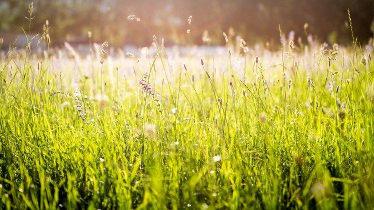 nature, Grass, Lights, Green, Flowers, Spring HD Wallpaper Desktop Background