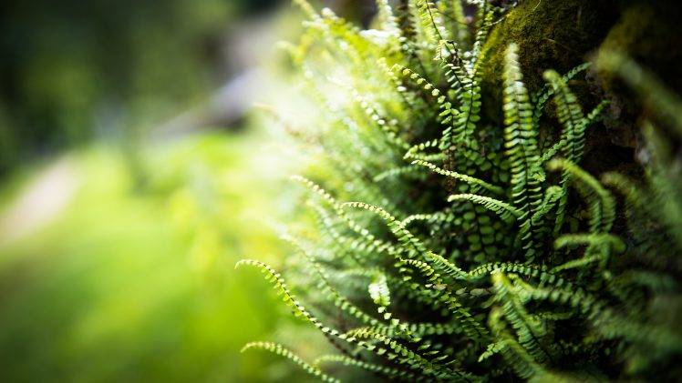 nature, Grass, Lights, Green, Ferns, Spring HD Wallpaper Desktop Background