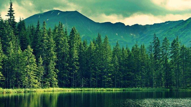 nature, Forest, Lake HD Wallpaper Desktop Background