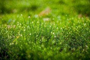 nature, Green, Water Drops, Leaves, Grass, Field, Depth Of Field, Bokeh