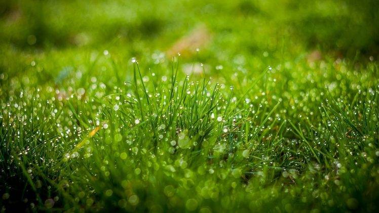 nature, Green, Water Drops, Leaves, Grass, Field, Depth Of Field, Bokeh HD Wallpaper Desktop Background