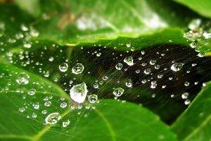 nature, Green, Water Drops, Leaves, Detailed, Macro, Spiderwebs