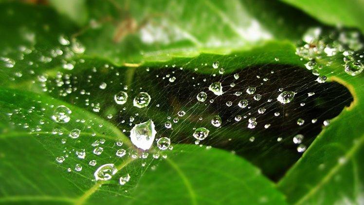 nature, Green, Water Drops, Leaves, Detailed, Macro, Spiderwebs HD Wallpaper Desktop Background