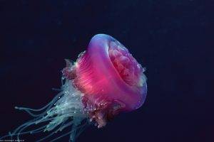 nature, Jellyfish