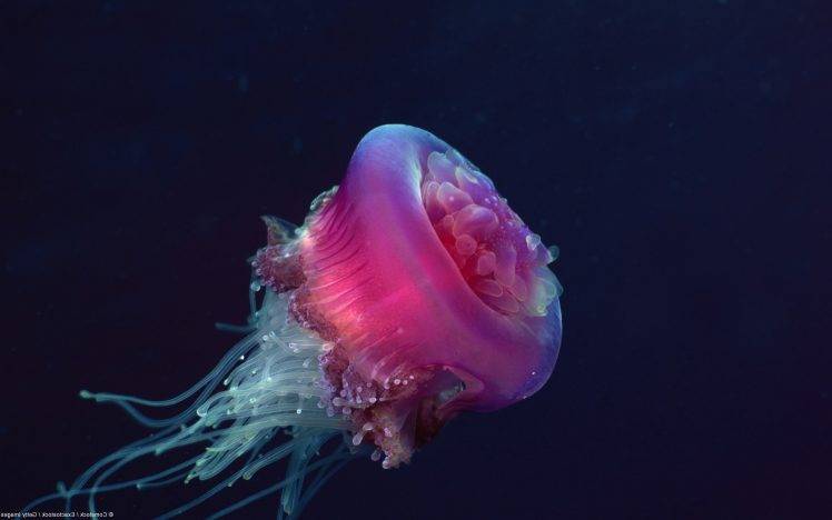 nature, Jellyfish HD Wallpaper Desktop Background