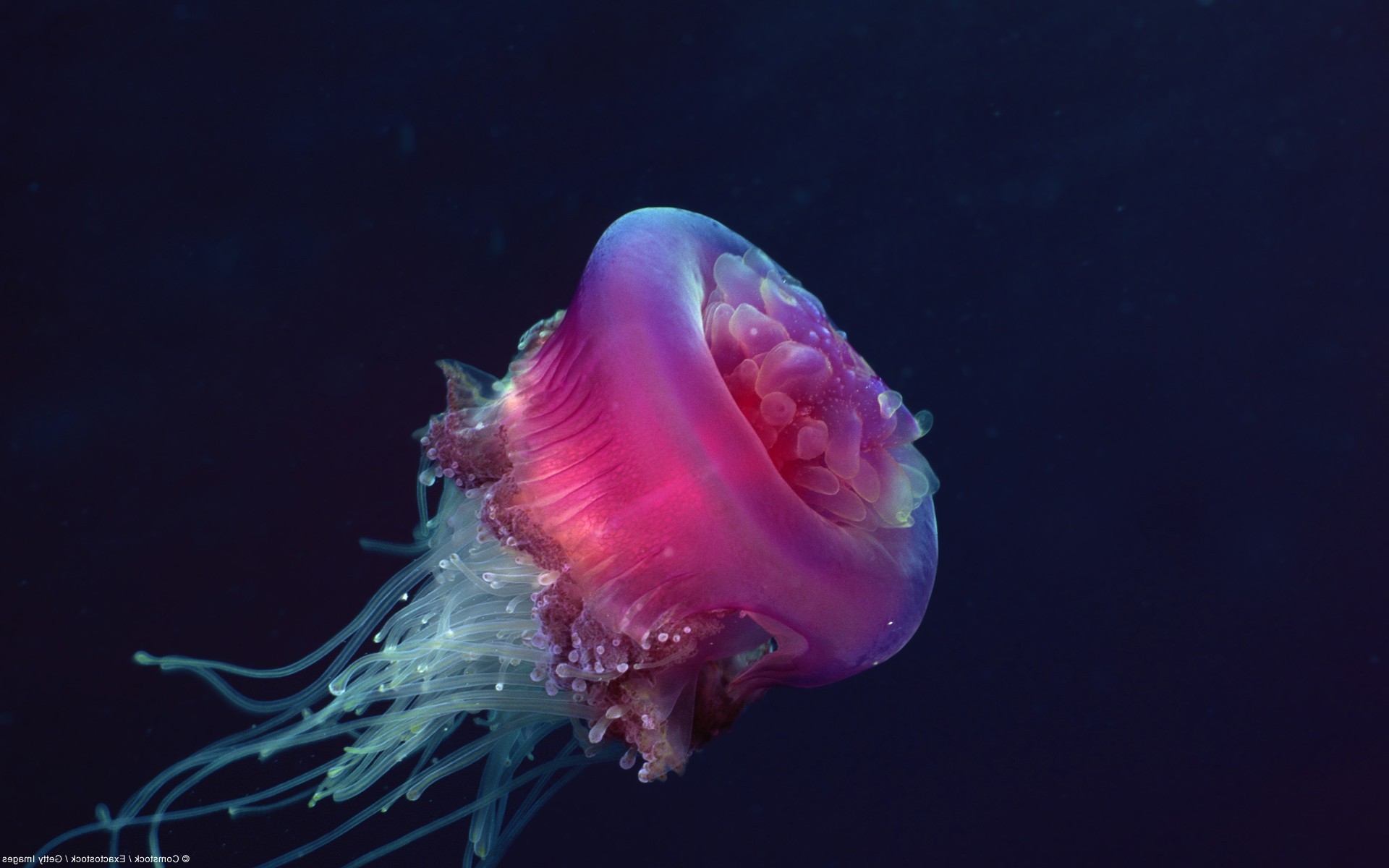 nature, Jellyfish Wallpaper