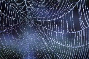 nature, Dew, Water Drops, Spiderwebs